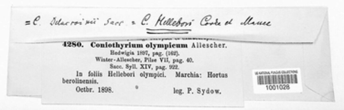 Coniothyrium olympicum image
